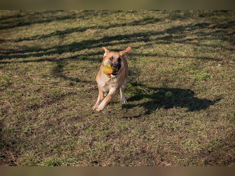 Balou: Lieber Tollpatsch