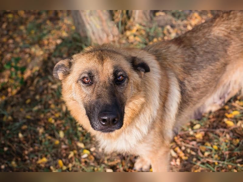 Fente: liebevolle Mama sucht fürsorgliches Zuhause