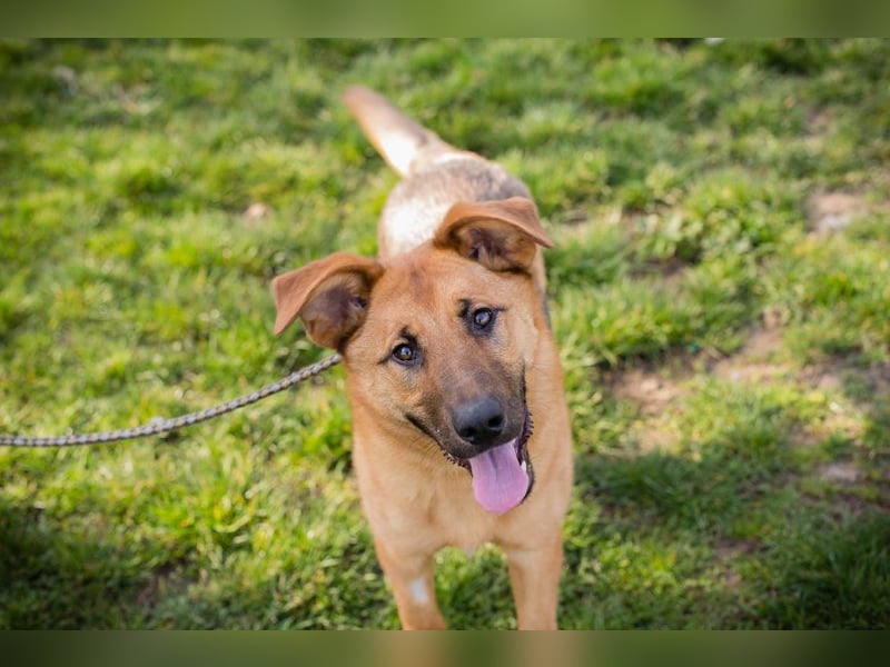 Chip 271878 sucht ein Zuhause