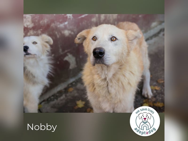 Nobby: Letzte Jahre in Geborgenheit