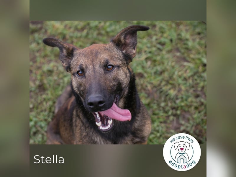 Stella 239733 sucht ein zu Hause