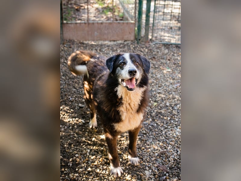 Ajani – Sieger der Herzen