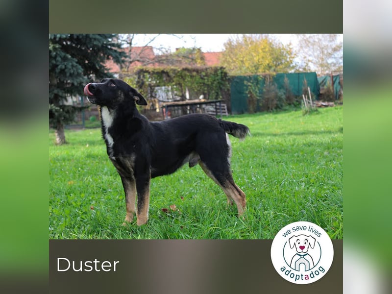 Duster: Sanfter Freund auf vier Pfoten