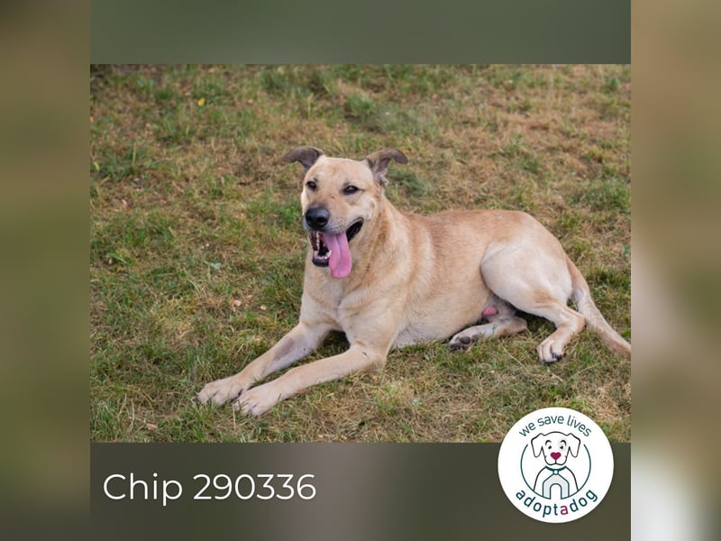 Chip 290336 sucht ein Zuhause
