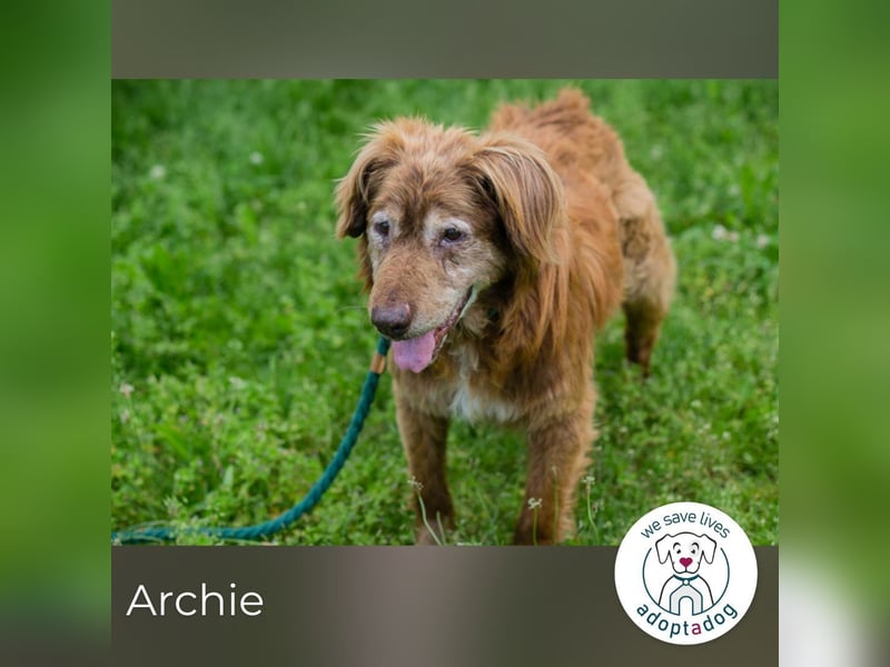 Archie sucht ein Zuhause