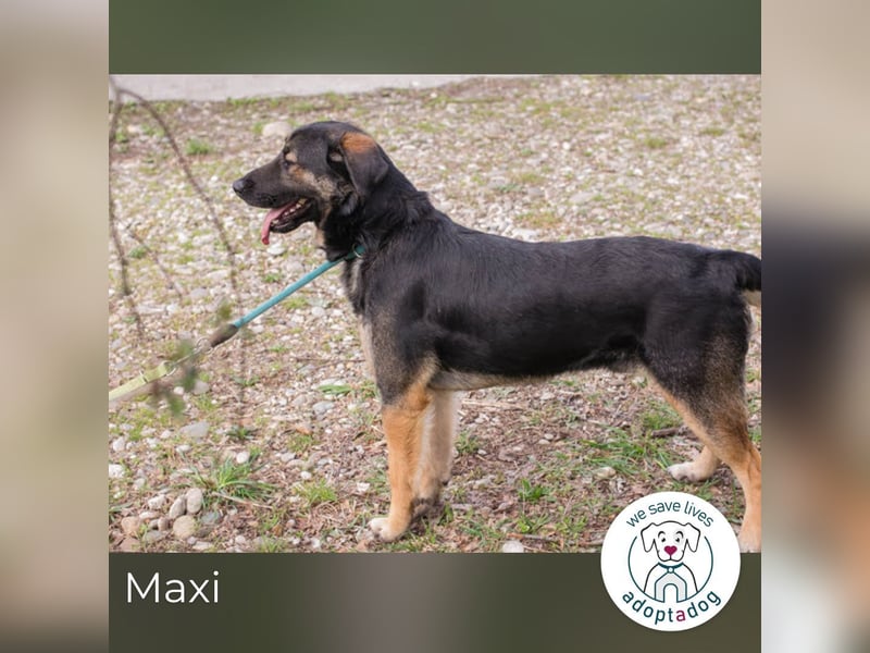 Maxi: Sonnenschein auf vier Beinen