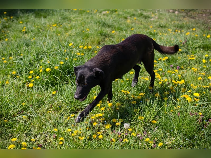 Benek: Träumt von einem Zuhause