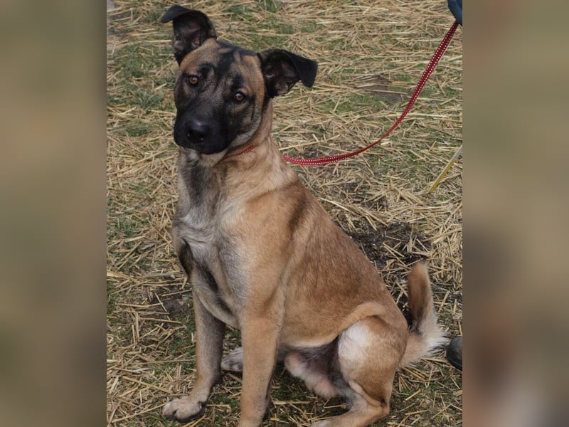 Santos: Aktiv mit grauer Schnauze