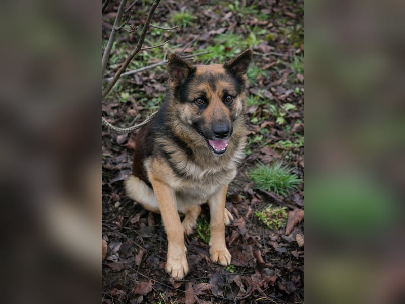 Quinto sucht ein Zuhause