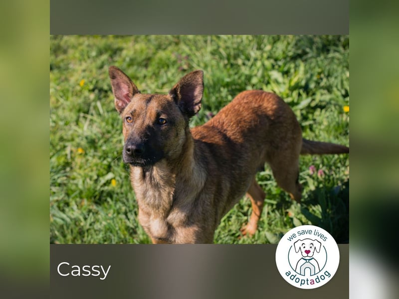 Cassy sucht ein Zuhause