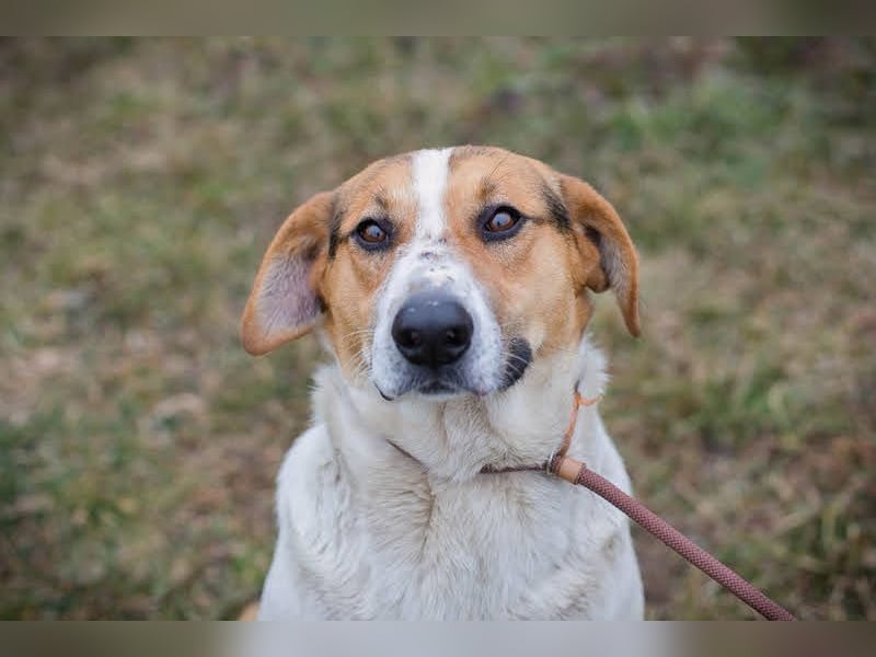 Toto 238413 sucht ein zu Hause