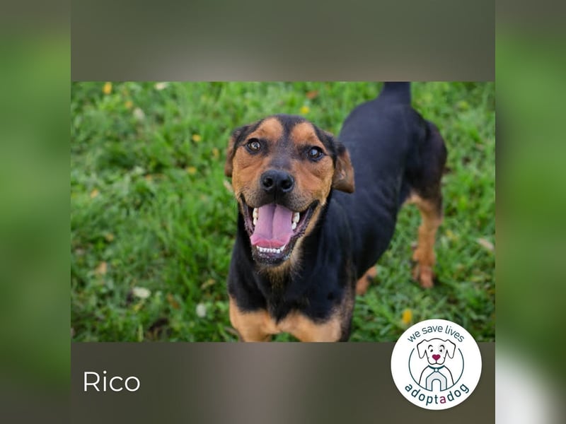 Rico: Findet der kleine Sausewind bei dir seinen Platz?