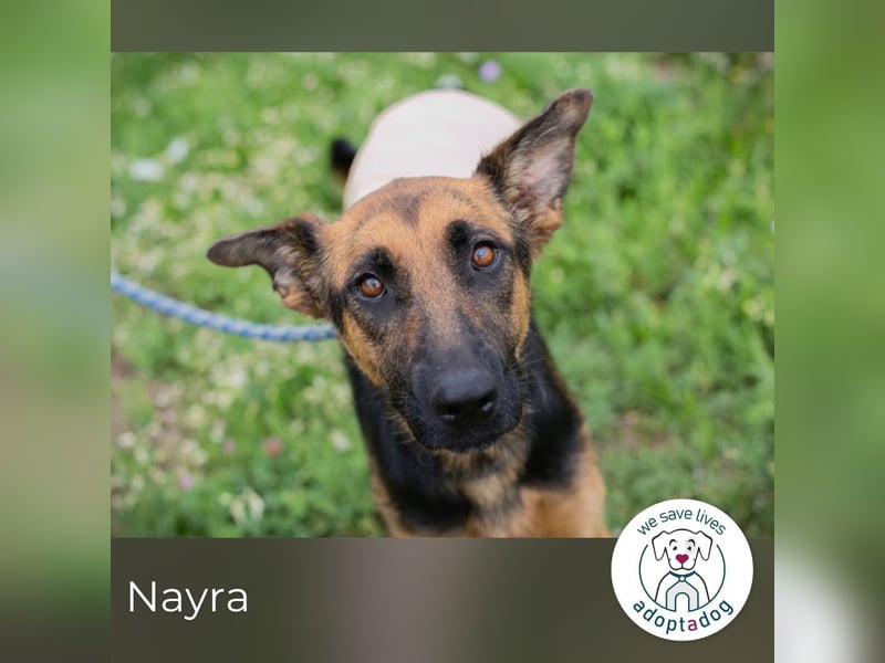 Nayra: Ein Herz auf drei Pfoten