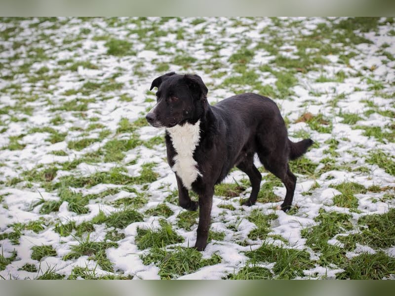 Buonavita: Sucht ihr Glück