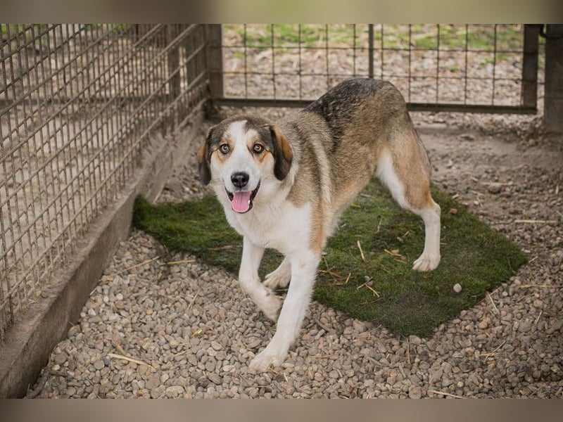 Chip 256646 sucht ein Zuhause