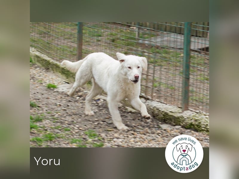 Yoru sucht ein Zuhause