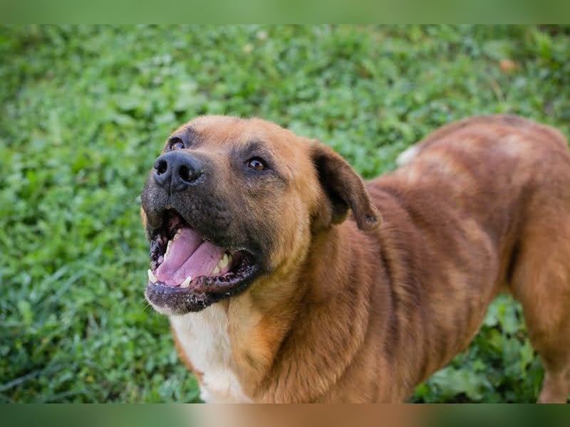 Pepe: Liebevoller Rüde