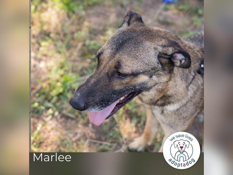 Marlee: Lebensfreude sucht Zuhause