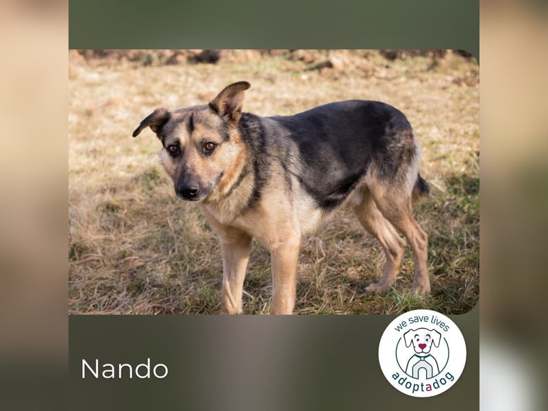 Nando: Spielgefährte gesucht!