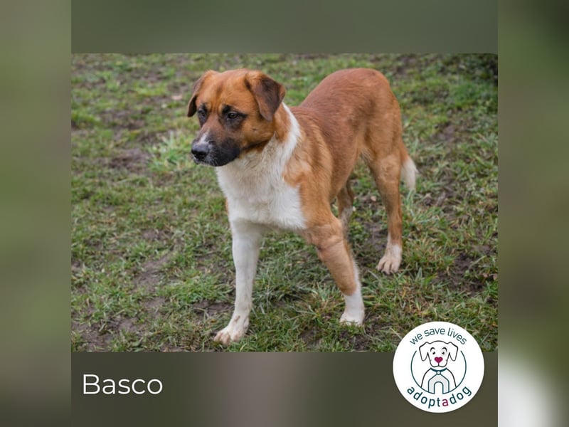 Basco: Kämpferherz sucht Liebe