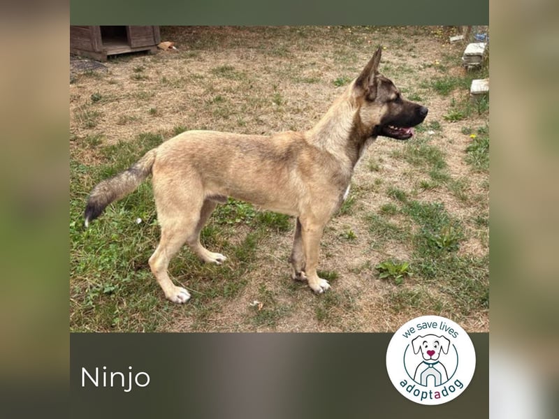 Ninjo: verspielter Junghund sucht liebevolles Zuhause
