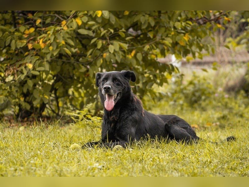 Hans: Neugieriger Rüde liebt Snacks