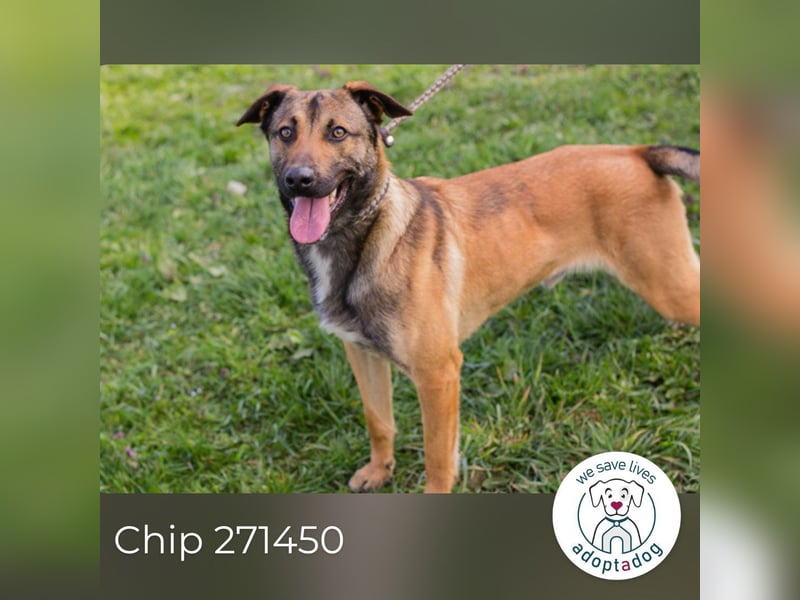 Jasper 271450 sucht ein Zuhause