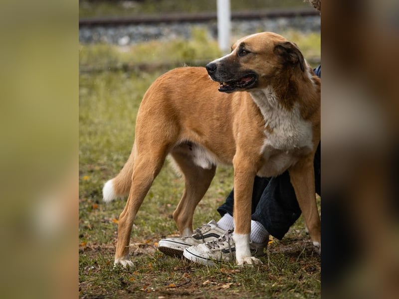 Kimbo: Sensibler Herzenshund mit großem Potenzial