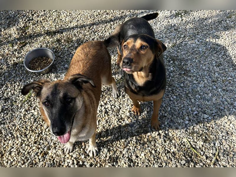 Chico – Sucht aktive Menschen!