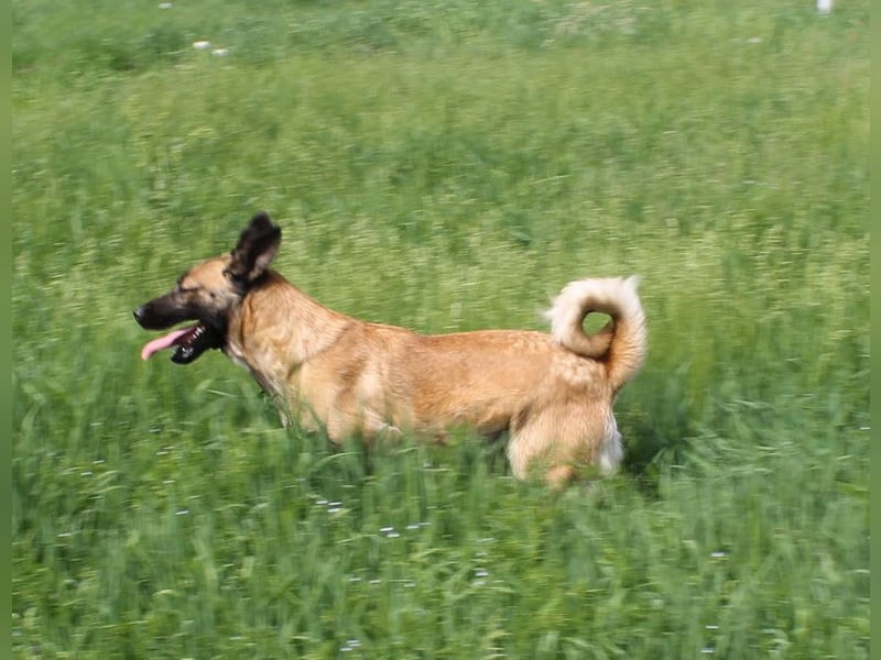 Santos: Aktiv mit grauer Schnauze