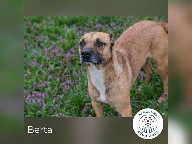 Berta 2176212 sucht ein zu Hause
