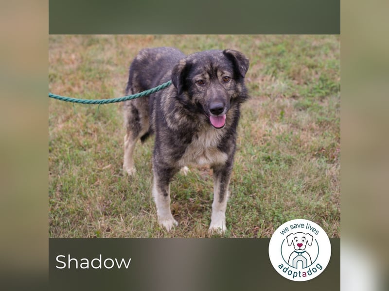 Shadow 283506 sucht ein zu Hause