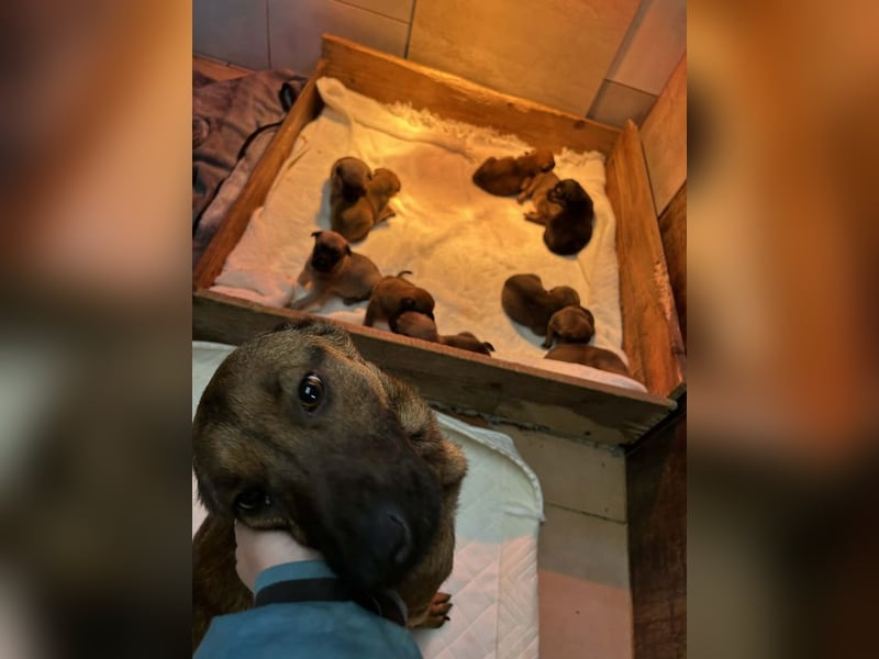 Cassy sucht ein Zuhause