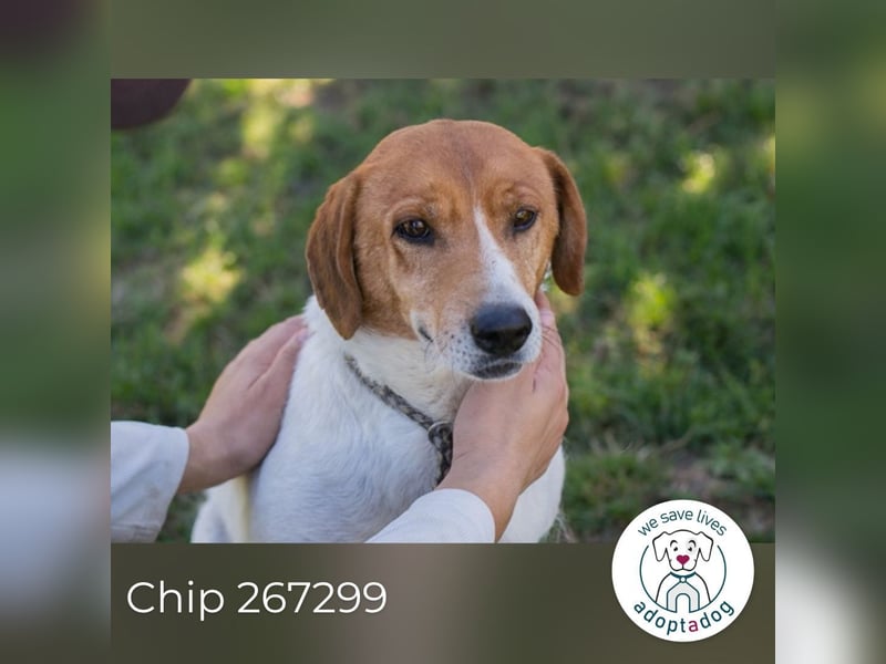 Chip 267299 sucht ein Zuhause