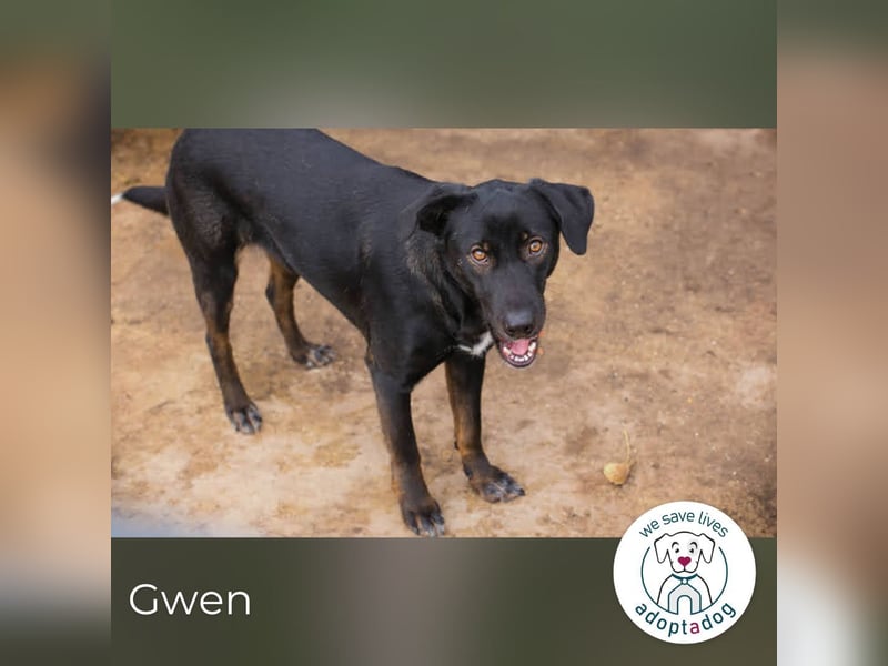 Gwen sucht ein neues Für-immer-Körbchen!