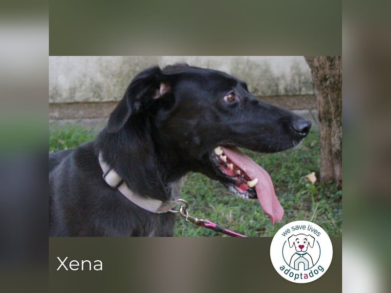 Xena: Frohnatur: verspielt, glücklich, albern und quirlig