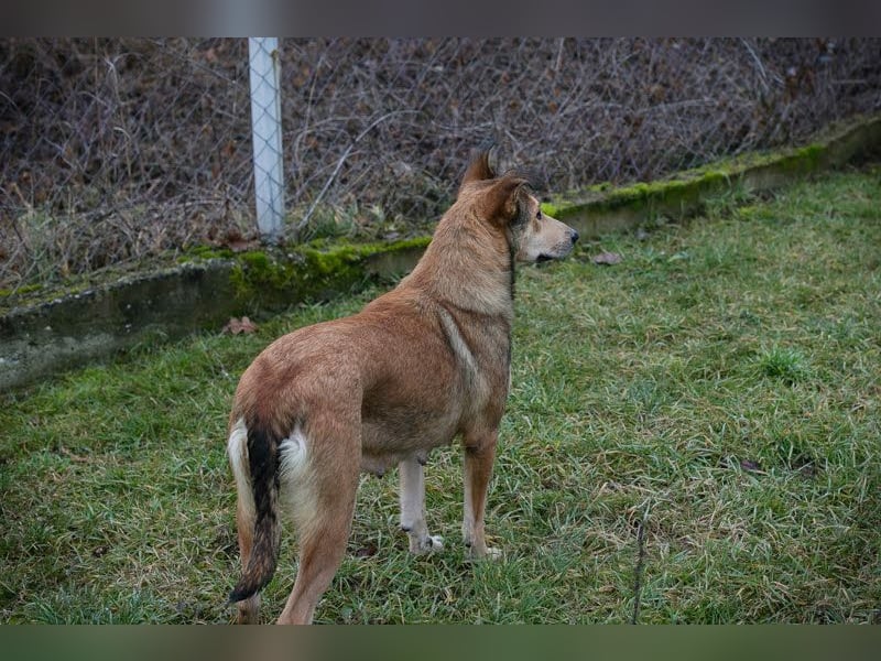 Aura: Kuschelmaus sucht Liebe