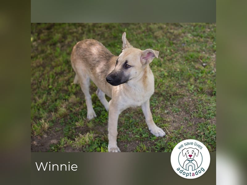Winnie 274653 sucht ein zu Hause