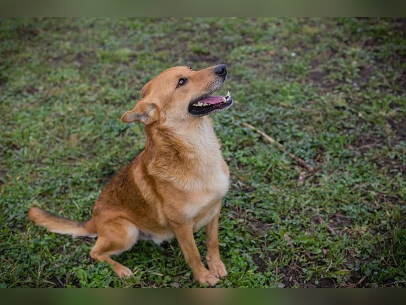 Odin sucht ein Zuhause