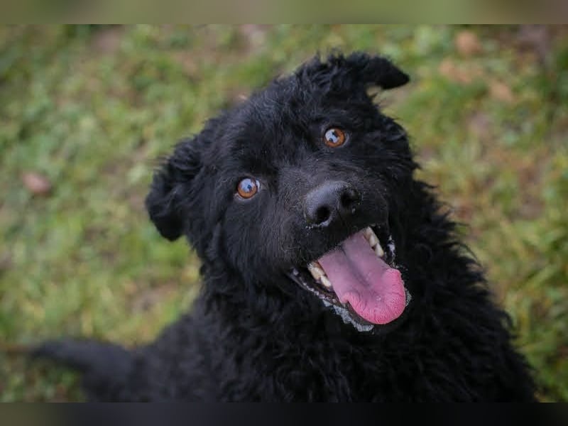 Cody: Neugieriger Wirbelwind