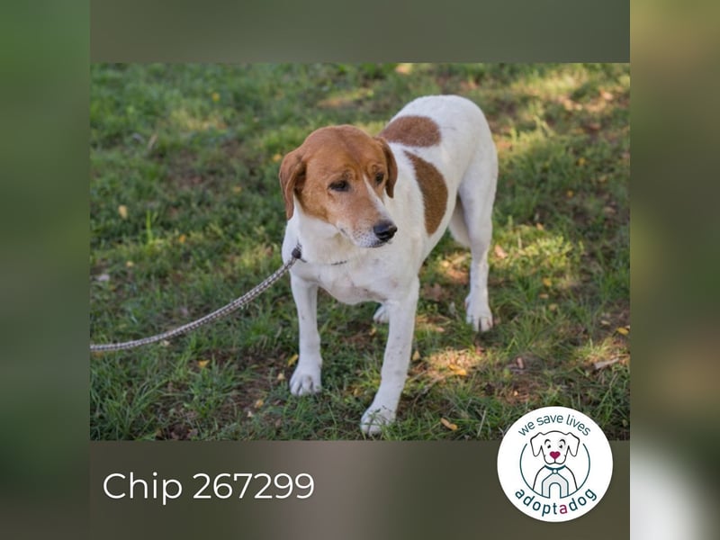 Chip 267299 sucht ein Zuhause