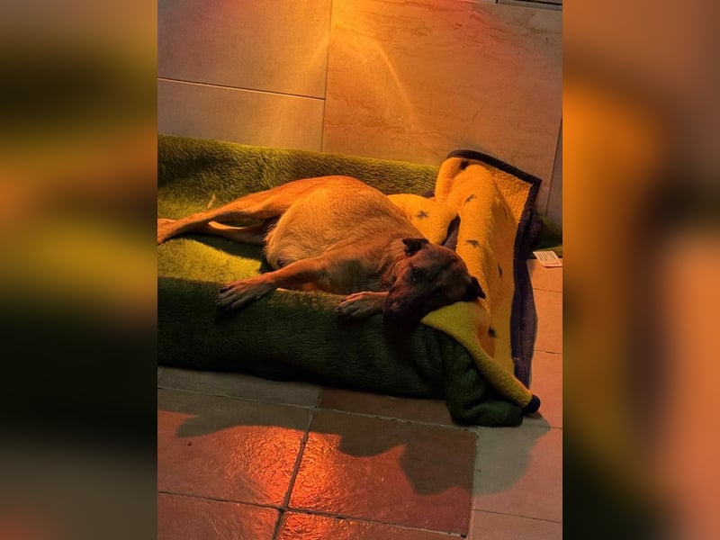 Cassy sucht ein Zuhause