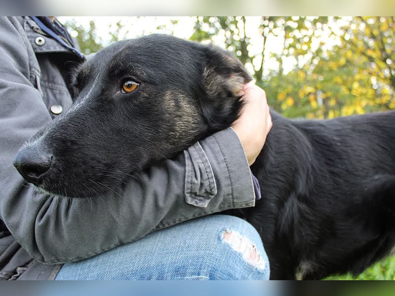 Duster: Sanfter Freund auf vier Pfoten