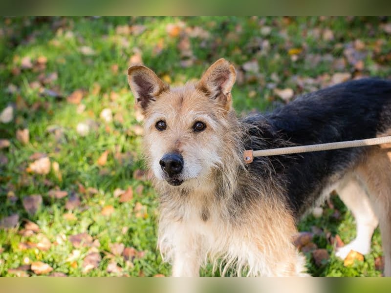 Bently: sucht Sicherheit