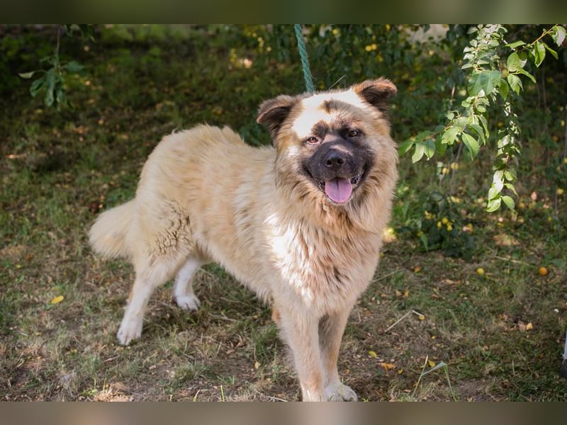 Teddy sucht ein Zuhause
