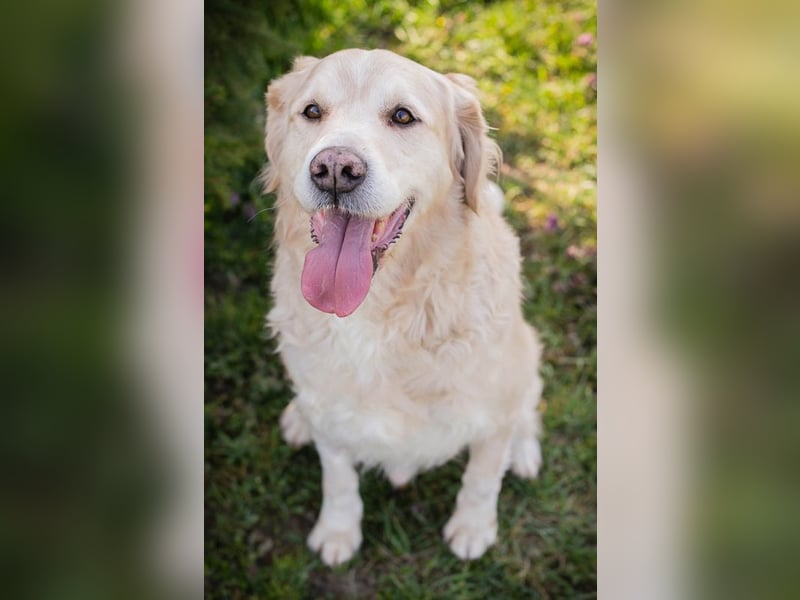 Sam sucht ein Zuhause