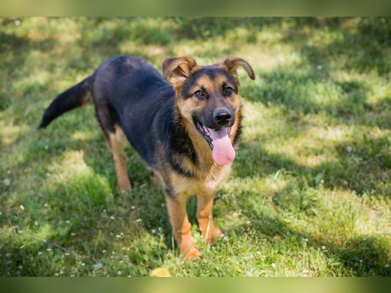 Chip 268137 sucht ein Zuhause