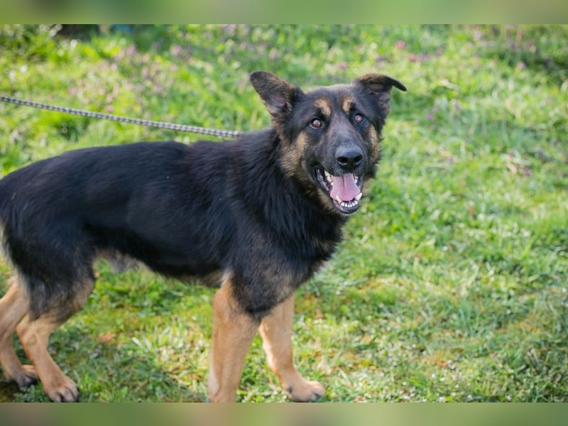 Chip 257791 sucht ein Zuhause