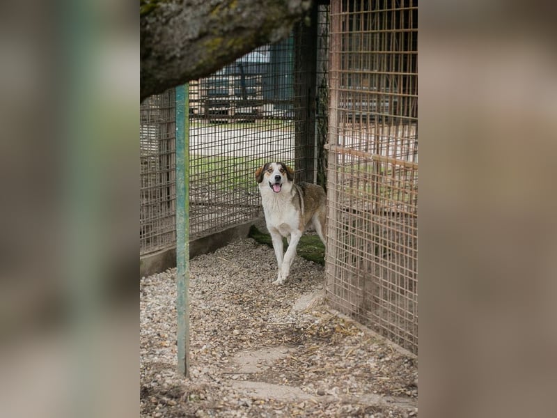 Chip 256646 sucht ein Zuhause