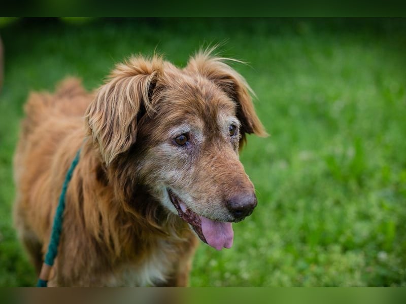 Archie sucht ein Zuhause
